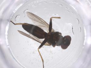  ( - CBG-B23630-F12)  @11 [ ] CreativeCommons - Attribution Share - Alike (2025) Centre for Biodiversity Genomics Centre for Biodiversity Genomics