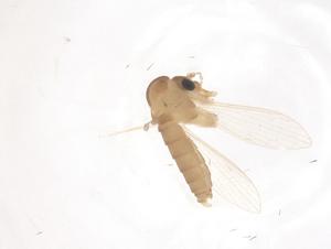  (Sergentomyia bailyi - CBG-B23631-H04)  @11 [ ] CreativeCommons - Attribution Share - Alike (2025) Centre for Biodiversity Genomics Centre for Biodiversity Genomics