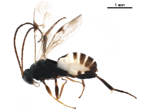  (Diolcogaster Janzen7655 - BIOUG43805-F03)  @11 [ ] CreativeCommons - Attribution (2019) CBG Photography Group Centre for Biodiversity Genomics