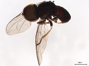  (Elmohardyia sp. CR11 - BIOUG44624-H08)  @13 [ ] CreativeCommons - Attribution (2020) CBG Photography Group Centre for Biodiversity Genomics