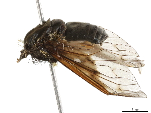  (bombyMalaise01 Malaise3376 - BIOUG44020-C10)  @11 [ ] CreativeCommons - Attribution (2019) CBG Photography Group Centre for Biodiversity Genomics