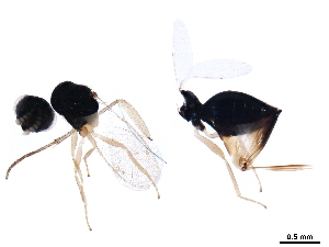  (Grotiusomyia leucaena - BIOUG44129-D07)  @12 [ ] CreativeCommons - Attribution (2019) CBG Photography Group Centre for Biodiversity Genomics