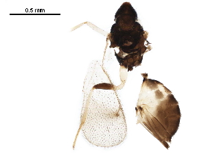  ( - BIOUG44135-H06)  @11 [ ] CreativeCommons - Attribution (2019) CBG Photography Group Centre for Biodiversity Genomics