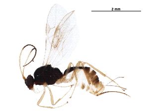  ( - BIOUG44108-G02)  @11 [ ] CreativeCommons - Attribution (2019) CBG Photography Group Centre for Biodiversity Genomics