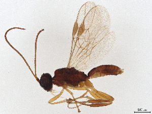  ( - BIOUG44108-G06)  @11 [ ] CreativeCommons - Attribution (2021) CBG Photography Group Centre for Biodiversity Genomics