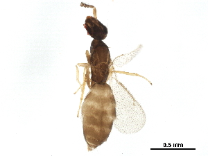  (Melittobia australicaDHJ01 - BIOUG44186-C04)  @14 [ ] CreativeCommons - Attribution (2020) CBG Photography Group Centre for Biodiversity Genomics