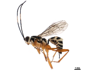 (Pachysomoides - BIOUG44438-D09)  @11 [ ] CreativeCommons - Attribution Non-Commercial Share-Alike (2019) CBG Photography Group Centre for Biodiversity Genomics
