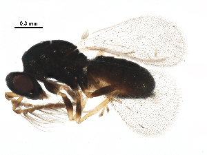  (Galeopsomyia Malaise4317 - BIOUG50079-G11)  @14 [ ] CreativeCommons - Attribution (2020) CBG Photography Group Centre for Biodiversity Genomics