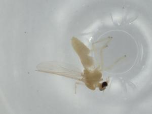  ( - BIOUG57099-H04)  @11 [ ] CreativeCommons - Attribution (2020) Centre for Biodiversity Genomics Centre for Biodiversity Genomics