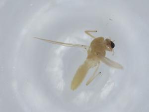  ( - BIOUG58406-C02)  @11 [ ] CreativeCommons - Attribution (2020) Centre for Biodiversity Genomics Centre for Biodiversity Genomics