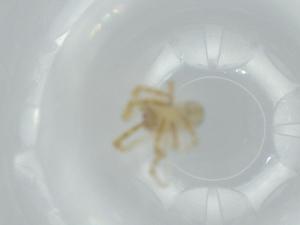  ( - BIOUG58411-E04)  @11 [ ] CreativeCommons - Attribution (2020) Centre for Biodiversity Genomics Centre for Biodiversity Genomics