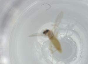  ( - BIOUG58412-H04)  @11 [ ] CreativeCommons - Attribution (2020) Centre for Biodiversity Genomics Centre for Biodiversity Genomics