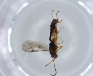  ( - BIOUG58420-G09)  @11 [ ] CreativeCommons - Attribution (2020) Centre for Biodiversity Genomics Centre for Biodiversity Genomics