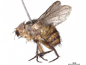  (Ceromya Malaise2225 - BIOUG58194-C06)  @11 [ ] CreativeCommons - Attribution (2021) CBG Photography Group Centre for Biodiversity Genomics