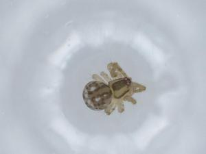  ( - BIOUG57512-D10)  @11 [ ] CreativeCommons - Attribution (2020) Centre for Biodiversity Genomics Centre for Biodiversity Genomics