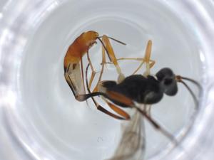  ( - BIOUG57522-B12)  @11 [ ] CreativeCommons - Attribution (2020) Centre for Biodiversity Genomics Centre for Biodiversity Genomics