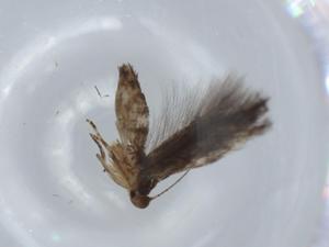  ( - BIOUG57526-E04)  @11 [ ] CreativeCommons - Attribution (2020) Centre for Biodiversity Genomics Centre for Biodiversity Genomics