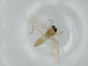  ( - BIOUG57529-H05)  @11 [ ] CreativeCommons - Attribution (2020) Centre for Biodiversity Genomics Centre for Biodiversity Genomics