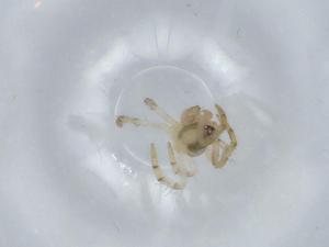  ( - BIOUG57530-G02)  @11 [ ] CreativeCommons - Attribution (2020) Centre for Biodiversity Genomics Centre for Biodiversity Genomics