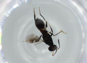  ( - BIOUG57542-A06)  @12 [ ] CreativeCommons - Attribution (2020) Centre for Biodiversity Genomics Centre for Biodiversity Genomics