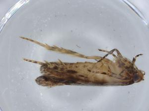  ( - BIOUG57425-E08)  @11 [ ] CreativeCommons - Attribution (2020) Centre for Biodiversity Genomics Centre for Biodiversity Genomics