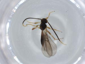  ( - BIOUG57433-B05)  @11 [ ] CreativeCommons - Attribution (2020) Centre for Biodiversity Genomics Centre for Biodiversity Genomics