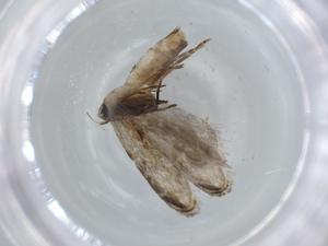  ( - BIOUG57433-A07)  @11 [ ] CreativeCommons - Attribution (2020) Centre for Biodiversity Genomics Centre for Biodiversity Genomics