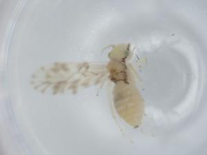  ( - BIOUG57433-H09)  @11 [ ] CreativeCommons - Attribution (2020) Centre for Biodiversity Genomics Centre for Biodiversity Genomics