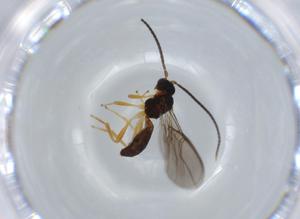  ( - BIOUG57466-B07)  @11 [ ] CreativeCommons - Attribution (2020) Centre for Biodiversity Genomics Centre for Biodiversity Genomics