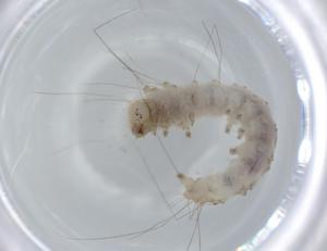  ( - BIOUG57466-H08)  @11 [ ] CreativeCommons - Attribution (2020) Centre for Biodiversity Genomics Centre for Biodiversity Genomics