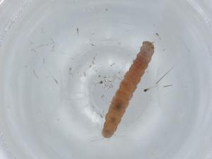  ( - BIOUG60662-F04)  @11 [ ] CreativeCommons - Attribution (2020) Centre for Biodiversity Genomics Centre for Biodiversity Genomics