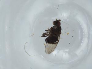  ( - BIOUG60666-H08)  @11 [ ] CreativeCommons - Attribution (2020) Centre for Biodiversity Genomics Centre for Biodiversity Genomics