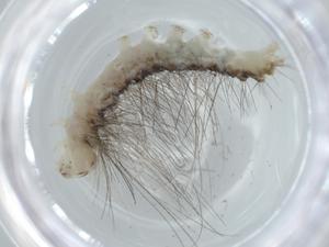  ( - BIOUG60668-A09)  @11 [ ] CreativeCommons - Attribution (2020) Centre for Biodiversity Genomics Centre for Biodiversity Genomics