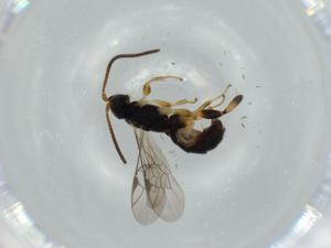  ( - BIOUG57473-C07)  @11 [ ] CreativeCommons - Attribution (2020) Centre for Biodiversity Genomics Centre for Biodiversity Genomics