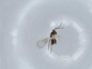  ( - BIOUG57475-B10)  @11 [ ] CreativeCommons - Attribution (2020) Centre for Biodiversity Genomics Centre for Biodiversity Genomics