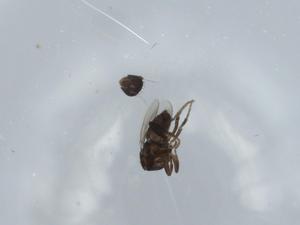  ( - BIOUG57477-G01)  @11 [ ] CreativeCommons - Attribution (2020) Centre for Biodiversity Genomics Centre for Biodiversity Genomics