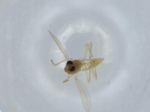  ( - BIOUG57479-D11)  @11 [ ] CreativeCommons - Attribution (2020) Centre for Biodiversity Genomics Centre for Biodiversity Genomics