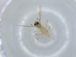  ( - BIOUG57479-D01)  @11 [ ] CreativeCommons - Attribution (2020) Centre for Biodiversity Genomics Centre for Biodiversity Genomics