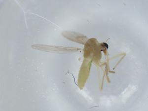  ( - BIOUG57479-G04)  @11 [ ] CreativeCommons - Attribution (2020) Centre for Biodiversity Genomics Centre for Biodiversity Genomics