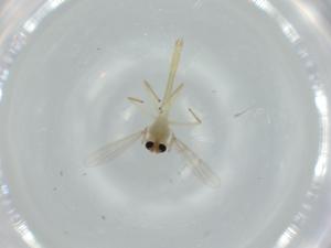  ( - BIOUG57480-C04)  @11 [ ] CreativeCommons - Attribution (2020) Centre for Biodiversity Genomics Centre for Biodiversity Genomics