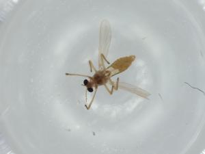  ( - BIOUG57480-G08)  @11 [ ] CreativeCommons - Attribution (2020) Centre for Biodiversity Genomics Centre for Biodiversity Genomics