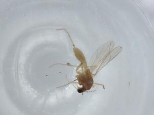  ( - BIOUG57481-A12)  @11 [ ] CreativeCommons - Attribution (2020) Centre for Biodiversity Genomics Centre for Biodiversity Genomics