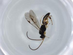  ( - BIOUG57481-H05)  @11 [ ] CreativeCommons - Attribution (2020) Centre for Biodiversity Genomics Centre for Biodiversity Genomics