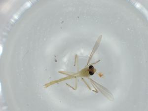  ( - BIOUG57482-D02)  @11 [ ] CreativeCommons - Attribution (2020) Centre for Biodiversity Genomics Centre for Biodiversity Genomics