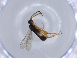  ( - BIOUG64071-C11)  @11 [ ] CreativeCommons - Attribution (2021) Centre for Biodiversity Genomics Centre for Biodiversity Genomics