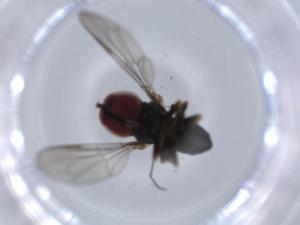  ( - BIOUG64093-D02)  @11 [ ] CreativeCommons - Attribution (2021) Centre for Biodiversity Genomics Centre for Biodiversity Genomics