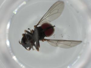  ( - BIOUG64096-E07)  @11 [ ] CreativeCommons - Attribution (2021) Centre for Biodiversity Genomics Centre for Biodiversity Genomics