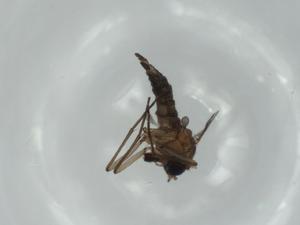  ( - BIOUG59806-E07)  @11 [ ] CreativeCommons - Attribution (2021) Centre for Biodiversity Genomics Centre for Biodiversity Genomics