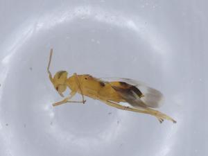  ( - BIOUG63782-C09)  @11 [ ] CreativeCommons - Attribution (2021) Centre for Biodiversity Genomics Centre for Biodiversity Genomics