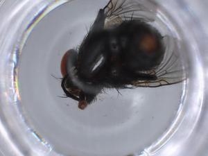  ( - BIOUG64826-A02)  @11 [ ] CreativeCommons - Attribution (2021) Centre for Biodiversity Genomics Centre for Biodiversity Genomics